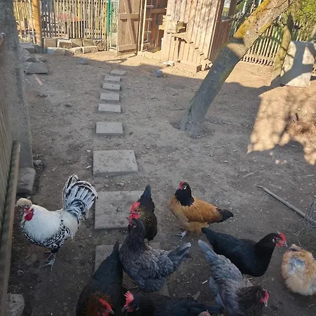 Σπίτι διακοπών Blockhuette Bei Den Huehnchen